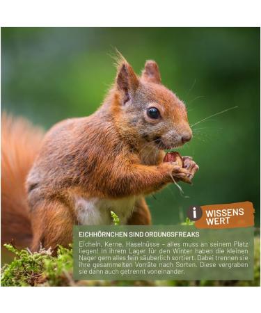 Buy Wildlife Squirrel Feed 2 kg - Year-Round Nutrition for Squirrels & Stripe Horns | International Shipping - Buy Online on GoSupps.com