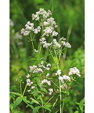 Lady's Bedstraw Herb Tea | Galium Verum L | Caille Lait Jaune Herbe Tisane | Health Embassy (50g) - Buy Online on GoSupps.com