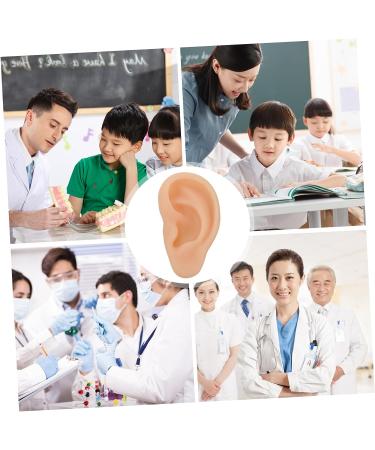 Healifty Silicone Human Ear Model - 3D Simulation Tool for Teaching and Care - Beige - Buy Online on GoSupps.com