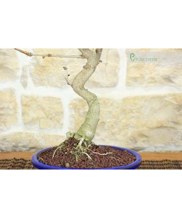 Ginkgo Biloba Bonsai (10) - Buy Online on GoSupps.com