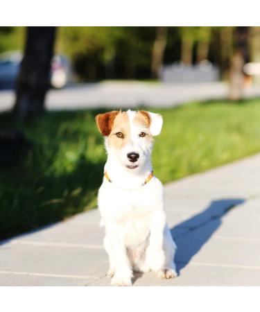 B-A-L Baltic Amber & African Jade Pet Flea & Tick Chain for Dogs & Cats | 25-65 cm - Buy Online on GoSupps.com