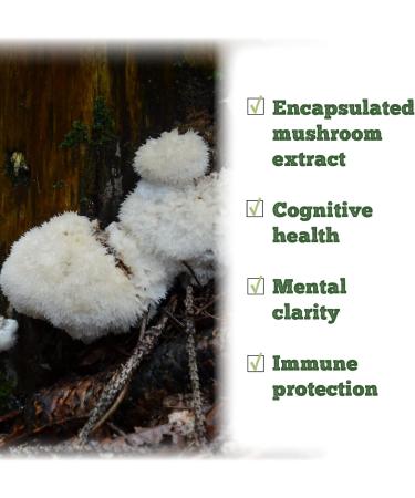 St. Francis Herb Farm Lion's Mane Mushroom Capsules | 100% Pure | High Potency | Memory Support & Mental Clarity | Fruiting Body | High in Beta Glucans | 60 Vegicaps - Buy Online on GoSupps.com