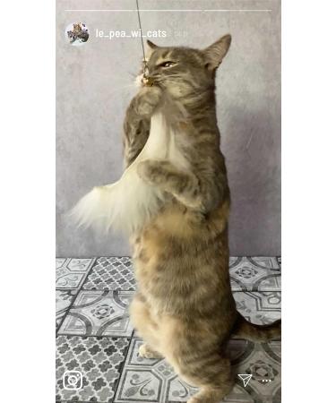 Premium Catslang Cat Toys | Natural Leather & Springs | 4-Piece Set for Cats | Handmade in Germany - Buy Online on GoSupps.com