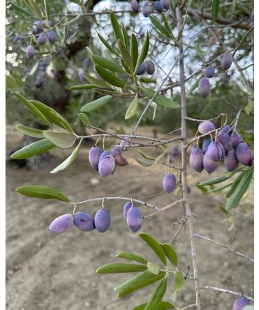 Aitna Evo Smoked Oil Condiment - Buy Online on GoSupps.com