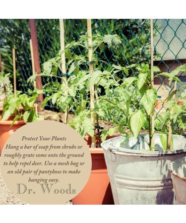 Dr. Woods Ginger Citrus Bar Soap - 5.25 oz Natural Cleanser - Buy Online on GoSupps.com