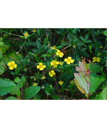 Tormentil Rhizome (Potentilla Erecta - Tormentillae Rhizoma) / Tormentille Rhizome - Health Embassy - 100% Natural (100g) - Buy Online on GoSupps.com