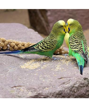 SKYGOLD Finest Millet Spray for Birds 1kg - Small Parrot & Budgie Treats Balanced & Healthy Cage & Aviary Millet for Budgies - Buy Online on GoSupps.com