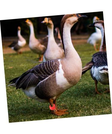 FOMIYES 100pcs Pigeon Anklet Plastic Tags Bird Foot Bands Pigeon Identification Ring Baby Meat Pigeon 1X1X0.8CM Red - Buy Online on GoSupps.com