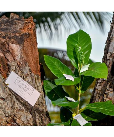 Scent Si Bon L'Ombre Luxury Scented Foaming Hand Soap Tablets 4 Count Makes 4 x 8.5oz Bottles Fragrance Inspired By Iconic Perfumes - Buy Online on GoSupps.com