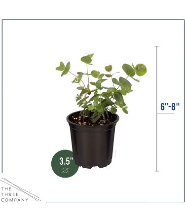 6-Pack Eucalyptus Herb: Natural Air Purifier, Aromatic & Healthy - 8 Tall x 3 Wide - Buy Online on GoSupps.com