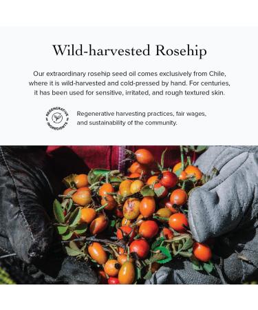 evanhealy Rosehip Calming Serum | Blue Skin Care Line with Organic Whole Essential Oils | Nurturing Soothing Facial Oil Serum | Organic Facial Oil For Sensitive Reactive Skin - Buy Online on GoSupps.com