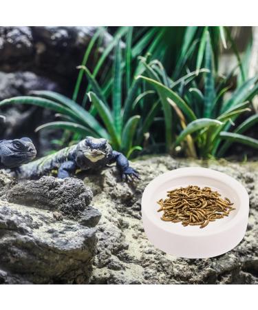 JNAWA 2 Pieces Worm Dish Mini Reptile Food Bowl White Ceramic Reptile Round Feed Bowl Ceramic Water Bowl for Geckos Frogs Lizards Chameleons - Buy Online on GoSupps.com