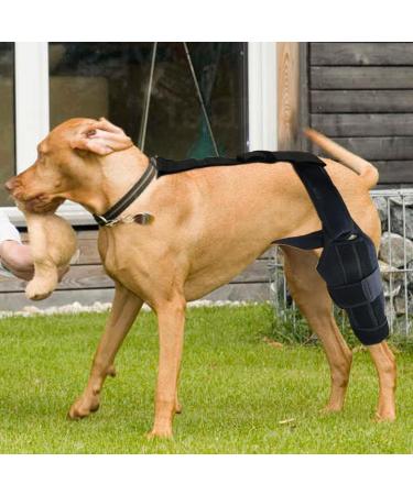 Dog Knee Support Brace Dog Knee Support Brace Brace Behind Leg Neoprene Hip Brace Adjustable Traction Belt Stabilizer for Torn ACL Leg M left - Buy Online on GoSupps.com