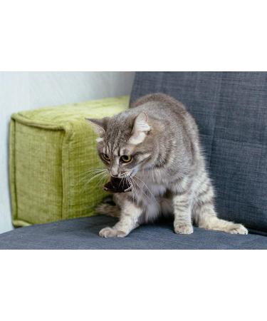 Elanox 10 Set Spielm us Cat Toys - Plastic-Free Bell Included Assorted Mix for All Cat Breeds - Buy Online on GoSupps.com