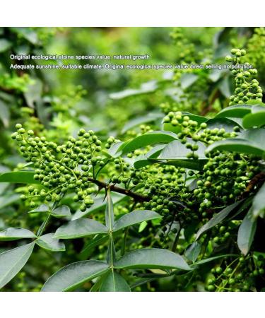 BAILINHOU Premium Szechuan Green Peppercorns & Peppers 114g - Imported from China - Buy Online on GoSupps.com