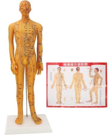 High-Quality Acupuncture Point Body Model - Exquisite Craftsmanship & Practical Accessories for Training - Buy Online on GoSupps.com