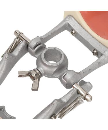 Teeth Model - Teaching Standard Typodont Demonstration Model with 32 Teeth & Soft Gums | Learn Tooth Morphology | International Shipping Available - Buy Online on GoSupps.com