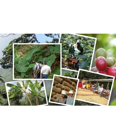 Jim's Organic Colombian Santa Marta Coffee - Medium Roast Whole Bean, 5 lb - Buy Online on GoSupps.com