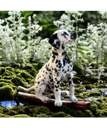 YUDOTE Ultra-Soft Natural Cotton Dog Collar for Medium Dogs with Sensitive Skin - Black M (1 Pack) - Ideal for Sensitive Pups - Buy Online on GoSupps.com