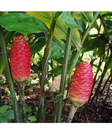 Shampoo Ginger Lily Plant Rhizomes - Red Pinecone Ginger Roots (5 Pack) - Buy Online on GoSupps.com