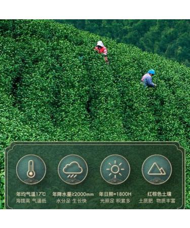 Th blanc Bon Anji Baicha du d but du printemps Un bourgeon Une feuille Th vert Th de Chine 100g - Buy Online on GoSupps.com