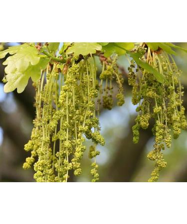Buy Oak No. 22 Princeps Original Bach Flower Oak Drops - Premium Natural Remedy for Strength & Resilience | Worldwide Shipping - Buy Online on GoSupps.com