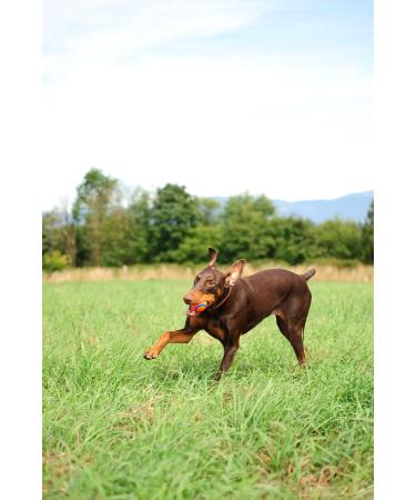 Buy Chuckit! Ultra Ball Large (Pack of 2) - Durable & Fun for Dogs | International Shipping Available - Buy Online on GoSupps.com