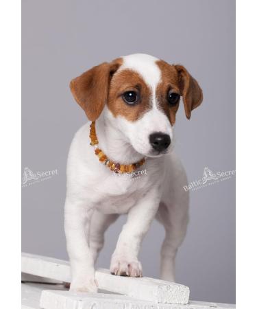 Buy Bold Chain for Dogs & Cats | 100% Baltic Amber | Natural Tick Protection | Vermin Collar for All Sizes - Baltic Secret - Buy Online on GoSupps.com