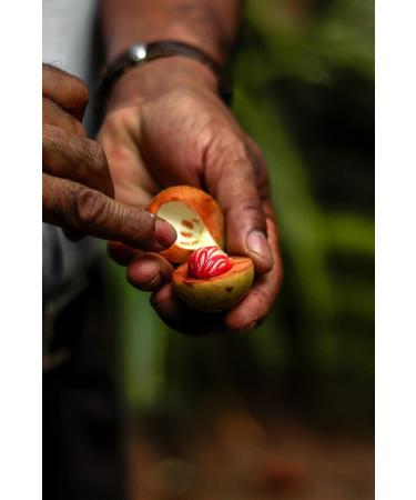 Kamelur 500g whole organic nutmeg - hand-picked nutmeg in the best organic quality - for the nutmeg mill - in biodegradable p - Buy Online on GoSupps.com