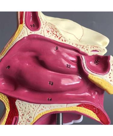 BuTkus Nasal Cavity Model - Human Anatomy with Digital Labels and Base - Learn & Understand Nasal Structure - Buy Online on GoSupps.com
