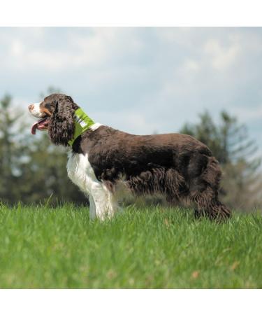 Insect Shield Reflective Pet Gaiter with Insect Protection for Protecting Dogs from Fleas Ticks & Mosquitoes Green Small Green 12-Inch by 16-Inch - Buy Online on GoSupps.com