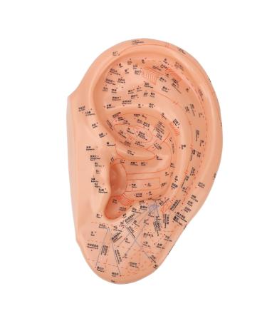 Verdant touch ear acupuncture points model ear acupuncture points model 40 cm professional PVC ear zone massage model for exact ear acupuncture medical dots