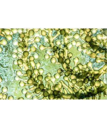 Buy Cupulated Astaxanthin 60 Capsules - Bio Superfood Supplement | 160 mg per Capsule 5% Extract - No Tablets 12 mg 6 mg or Powder - International Shipping Available - Buy Online on GoSupps.com