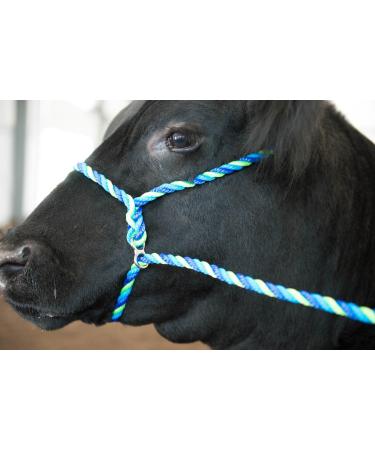 Weaver Leather Stierwalt Breaking Halter - Blue/Hurricane Blue/Lime Zest - Buy Online on GoSupps.com