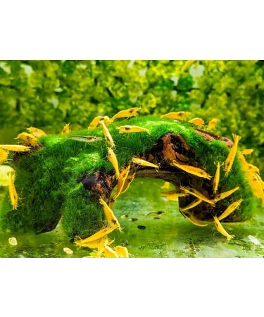 Forest Aquatics Moss Covered Log Shrimp Cave - Buy Online on GoSupps.com