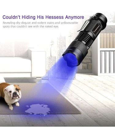 Blacklight UV Flashlight | LED Urine Detector for Dogs Cats & Pet Stains on Carpets & Floors - International Shipping - Buy Online on GoSupps.com