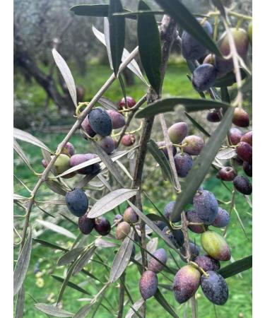  Olive Spa Detox Shampoo for Hair Loss 250ml - Buy Online on GoSupps.com