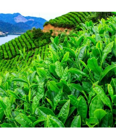 100g chinois printemps th vert Longjing Dragon bien th cru au th parfum nourriture verte - Buy Online on GoSupps.com