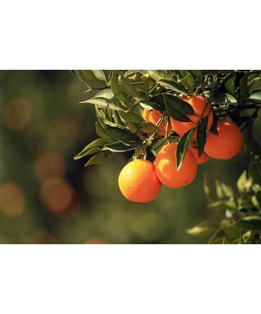Mackays Orange Marmalade with Champagne - 12 Ounce | Exquisite Citrus Spread - Buy Online on GoSupps.com
