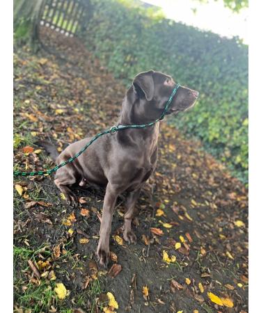 All-in-One Halter Leash for Dogs Anti-Pull Design Adjustable for All Breeds Green/Black Grey - Shop Internationally! - Buy Online on GoSupps.com