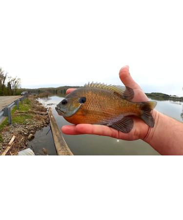 Leland's Lures Trout Magnet Mini Kit - 85 Piece Set for Fly Fishing | Includes Grub Bodies, Size 14 Hooks | Original Trout Magnet for All Fish Types - Buy Online on GoSupps.com