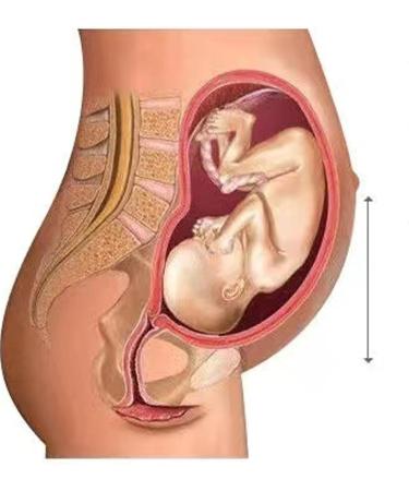 Jengo Over Bump Maternity Shorts - High Waist Pregnancy Knickers, Beige (Size S) - Buy Online on GoSupps.com