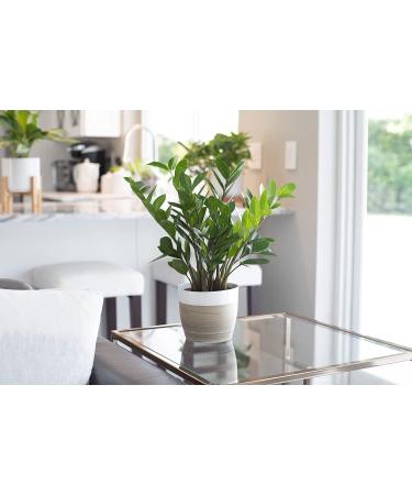 Costa Farms ZZ Plant in 12-Inch White-Natural Dcor Planter for Great Room Decor - Buy Online on GoSupps.com