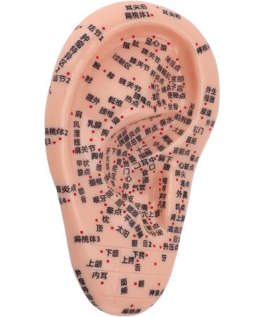 Buy Ear Acupuncture Display Model - Clear Point Visibility for Study Presentations | International Shipping Available - Buy Online on GoSupps.com