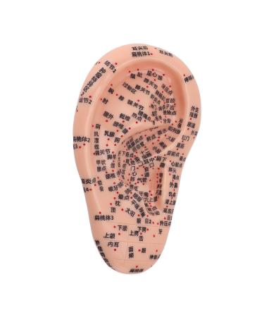Ear acupuncture display model ear acupuncture point model clearly visible to prevent discoloration for study presentations