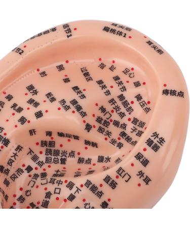 Premium Ear Acupuncture Model - 13 cm PVC Display for Acupuncture Learning & Accessories - Buy Online on GoSupps.com