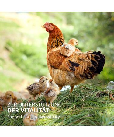 AniForte WermiX Powder for Chickens Geese Ducks and Large Birds 20g - Natural Product Before During and After Worm Infestation and Deworming - Buy Online on GoSupps.com
