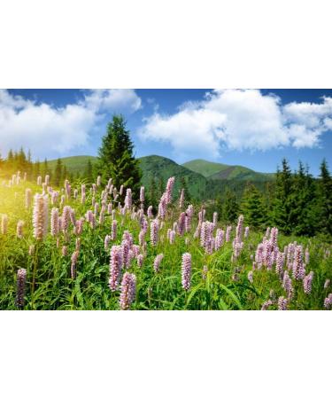 Bistort Rhizome (Polygonum Bistorta - Bisortae Rhizoma) / Renou e Bistorte Rhizome - Health Embassy - 100% Natural (50g) - Buy Online on GoSupps.com