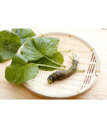 Mokkosu Japanese Classic Grater for Wasabi & Ginger - Size L Made in Japan | Premium Quality Kitchen Tool for Authentic Japanese Cuisine - Buy Online on GoSupps.com