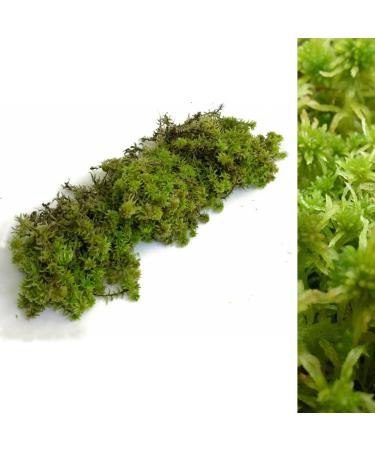Fresh Sphagnum Moss- Live Moss 500g/1kg - Natural Sphagnum Moss Ideal for Terrariums Live Plant Displays and Wreaths (500g)